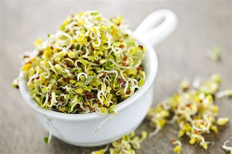 benefits of eating alfalfa sprouts